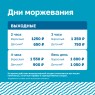 Моржевание 
